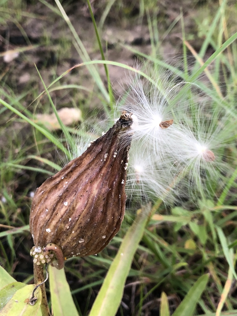 The antelope horn-shaped seed pods appear after July 4th.