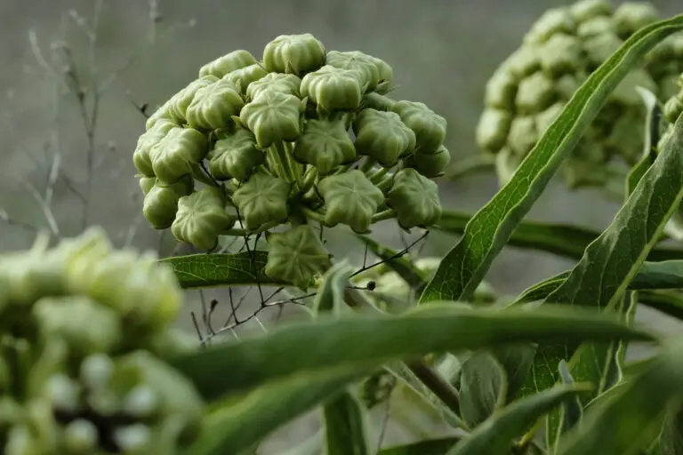 Close-up of a green, ribbed cluster of seed pods forming a rounded inflorescence among narrow, veined leaves.