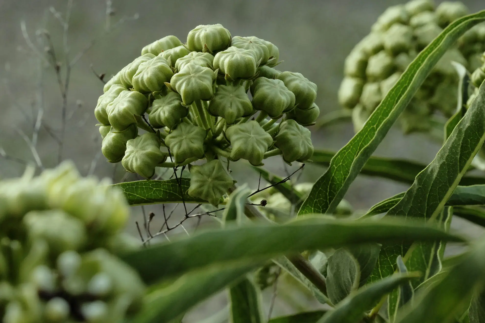 Antelope horns milkweed buds, a round cluster of ribbed green buds