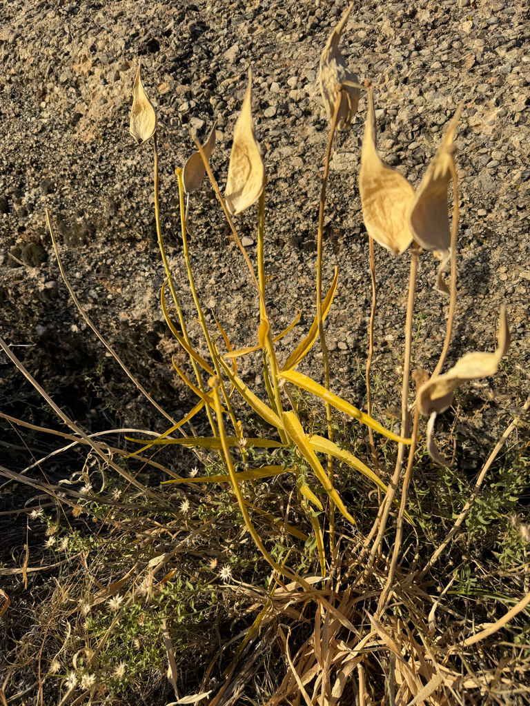 The leaves fall, and the seed pods split open.