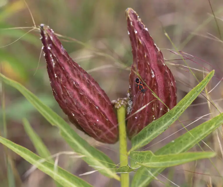 Close-up of a crimson leaf with white speckles among green blades; a small orange‑black insect rests on its surface.