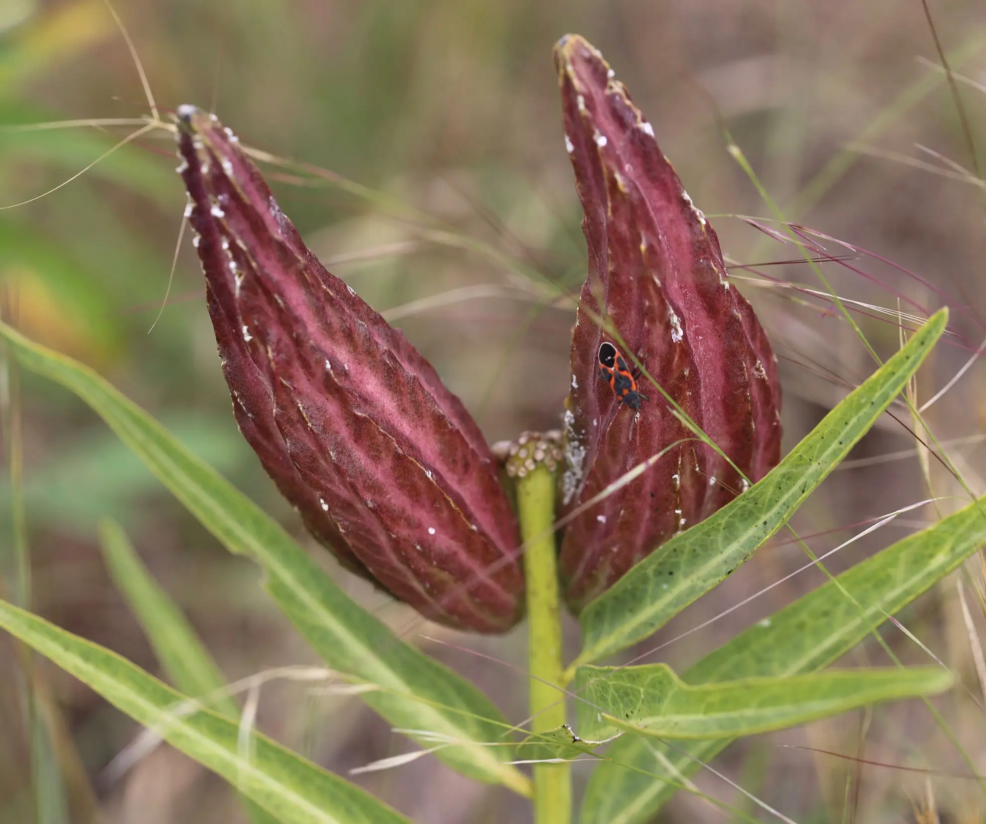Antelope horns milkweed seed pods, two curved purple-red pods with a milkweed bug