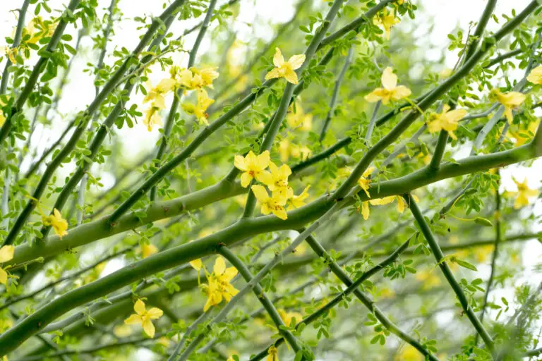 Close-up of a flowering green shrub with bright yellow blossoms along interwoven branches and small oval leaves.