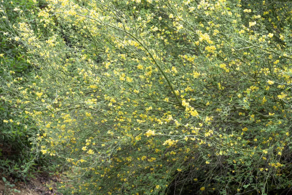 Forsythia shrub densely covered with many small yellow blossoms on slender green branches.