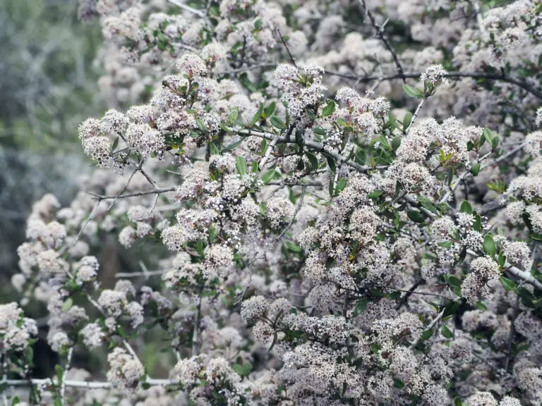 Branch covered in small white blossoms with green oval leaves, set against a blurred garden background.