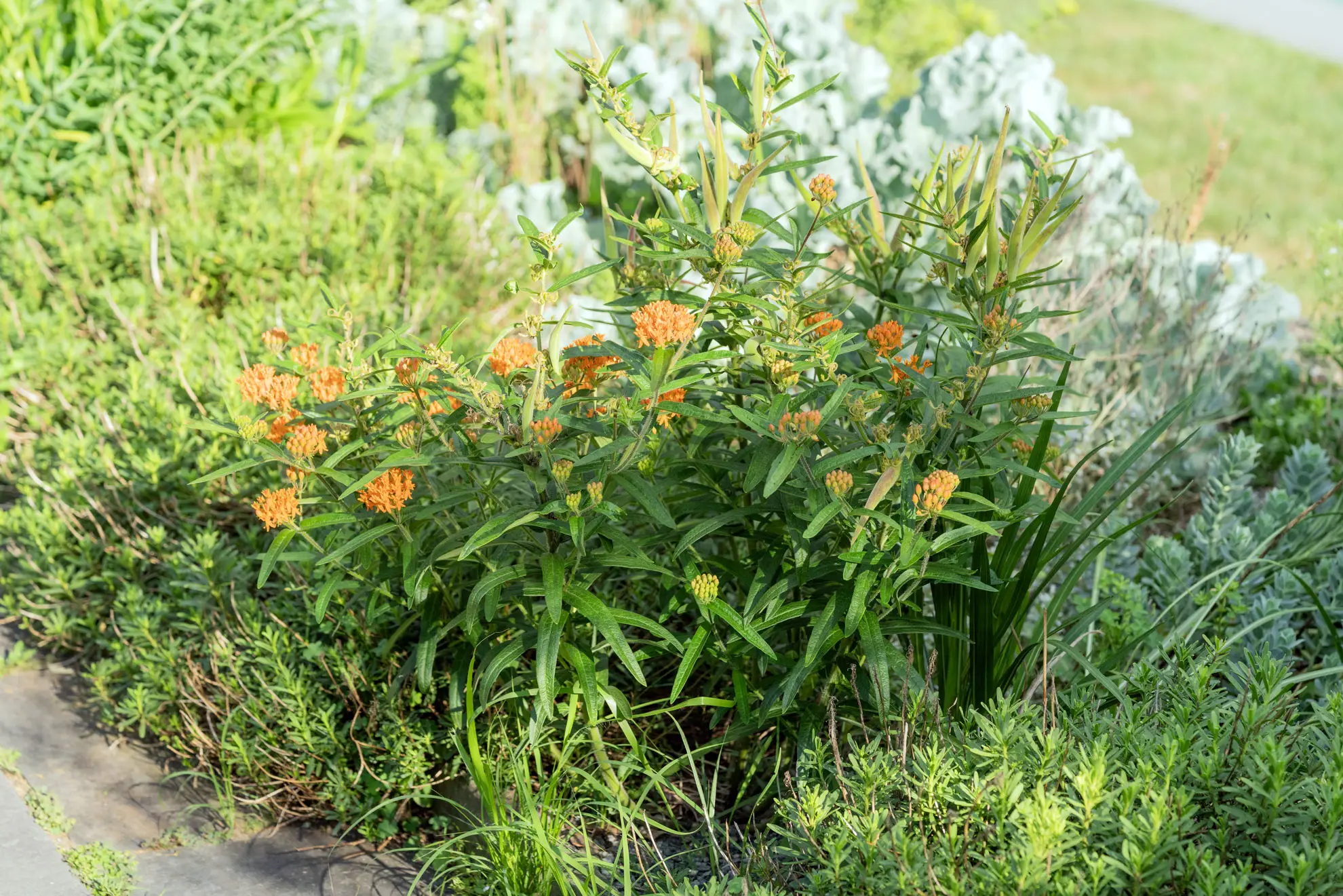 Butterfly weed blooming orange in a sunny border with silvery plants behind