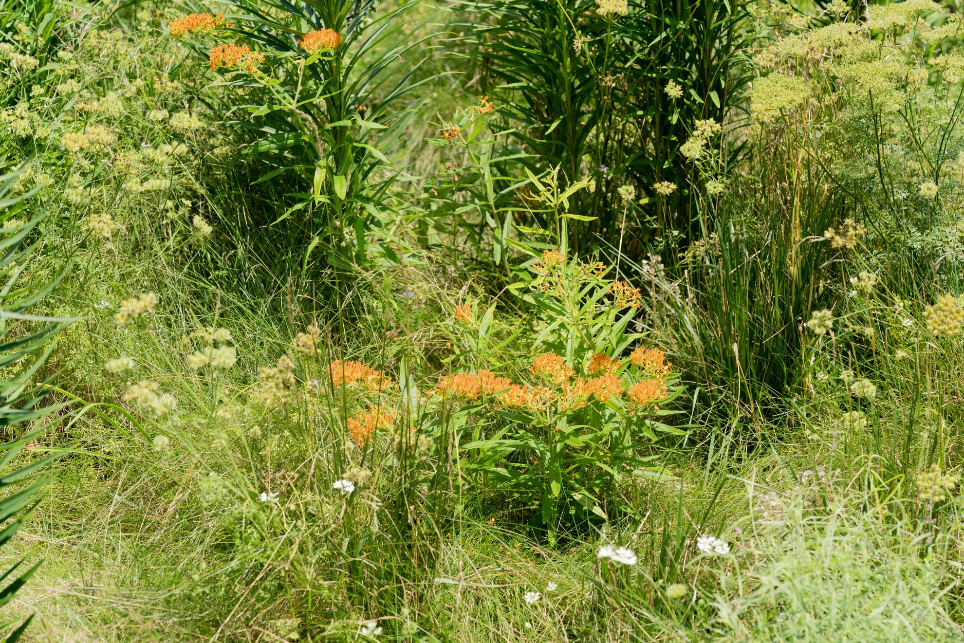 Butterfly weed’s orange flowers among native grasses and small white flowers