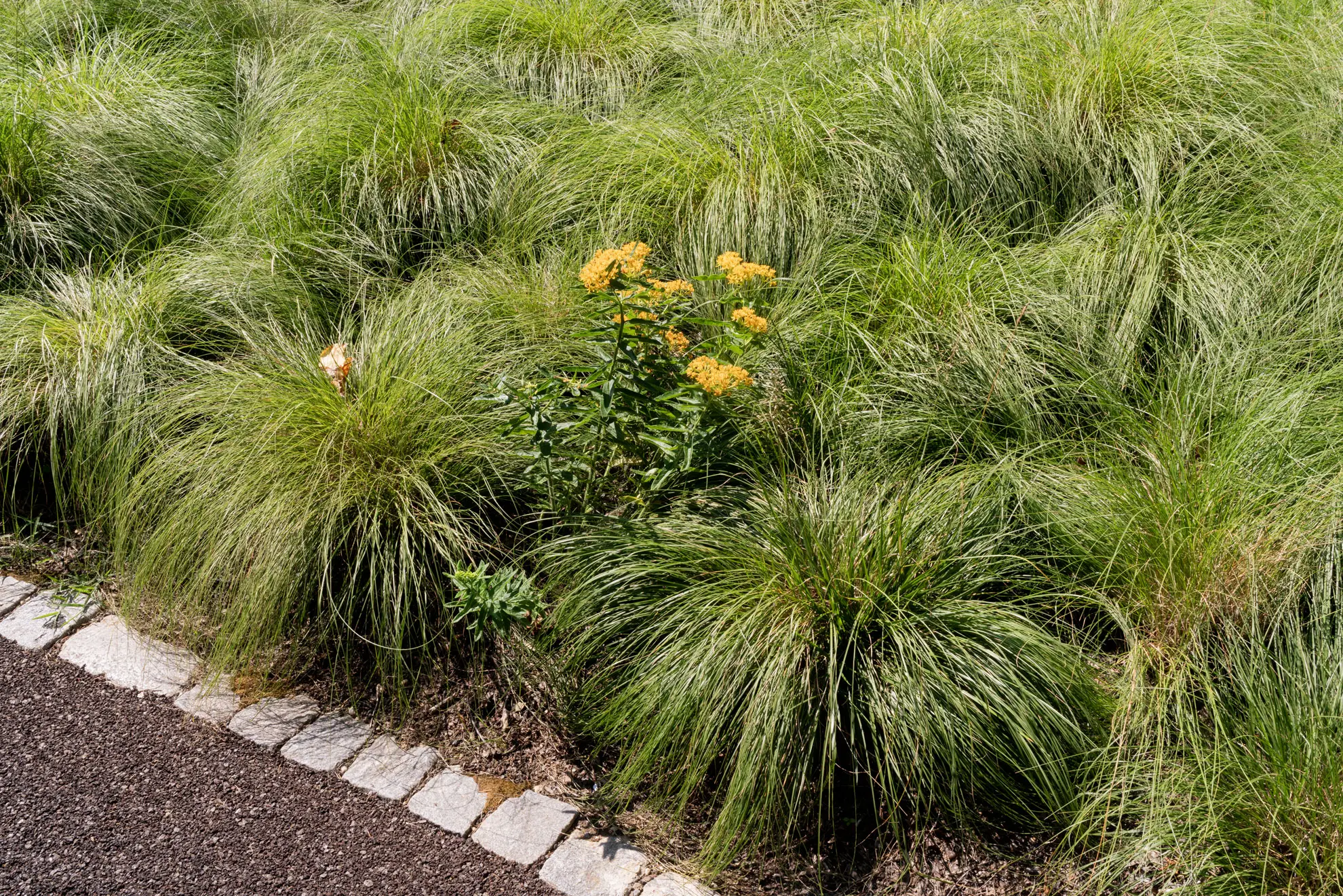 Butterfly weed blooming among soft mounds of native grass beside a stone edge