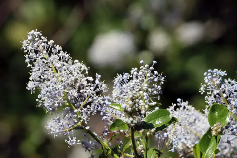 Close-up of pale lavender lilac blossoms clustered on a stem with green leaves, blurred background.