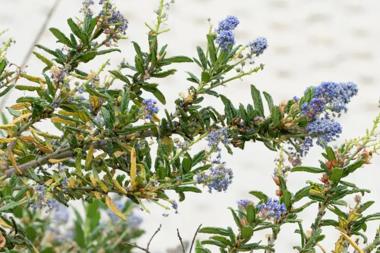 Branch of a shrub with small blue flower clusters and narrow green leaves against a light background, early bloom.