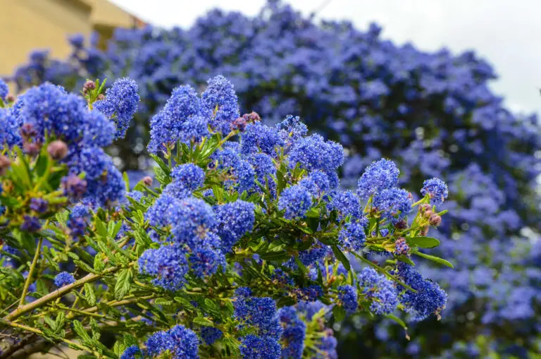 Blue flowering shrubs with dense clusters of tiny cobalt-blue blooms in a garden setting