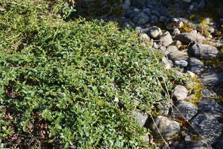Dense shrub with small glossy leaves growing along a rocky shore beside water