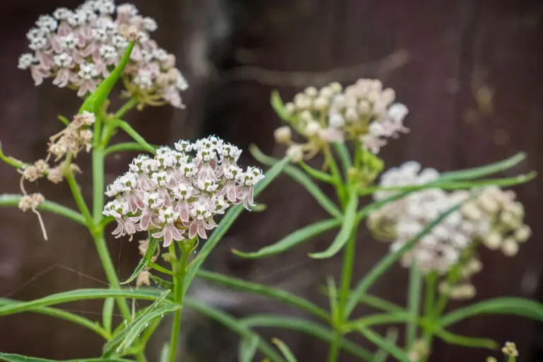Close-up of pale pink and white flower clusters on slender green stems. Background is blurred.