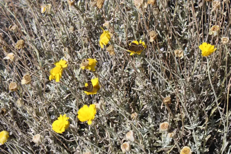 Butterfly resting on bright yellow wildflowers amid dry, tangled stems.