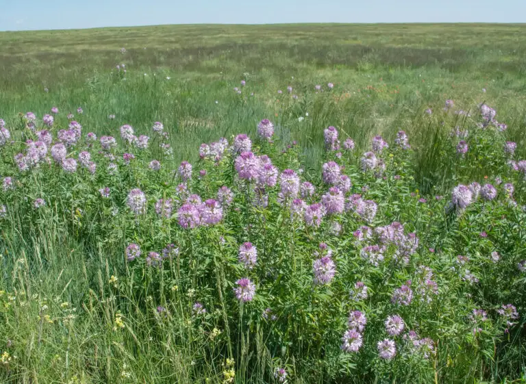 Open meadow with pink-purple clover flowers in the foreground and tall green grasses under a blue sky.