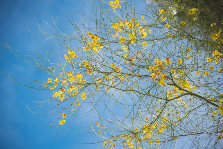 Yellow blossoms on thin green branches against a clear blue sky in bright sunlight, with wispy stems filling the frame.