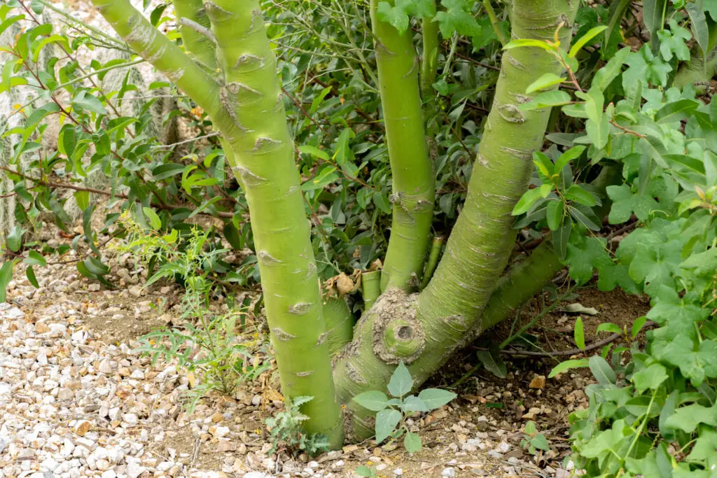 Multiple green tree trunks with smooth bark and peeling markings among dense green foliage and rocky ground.