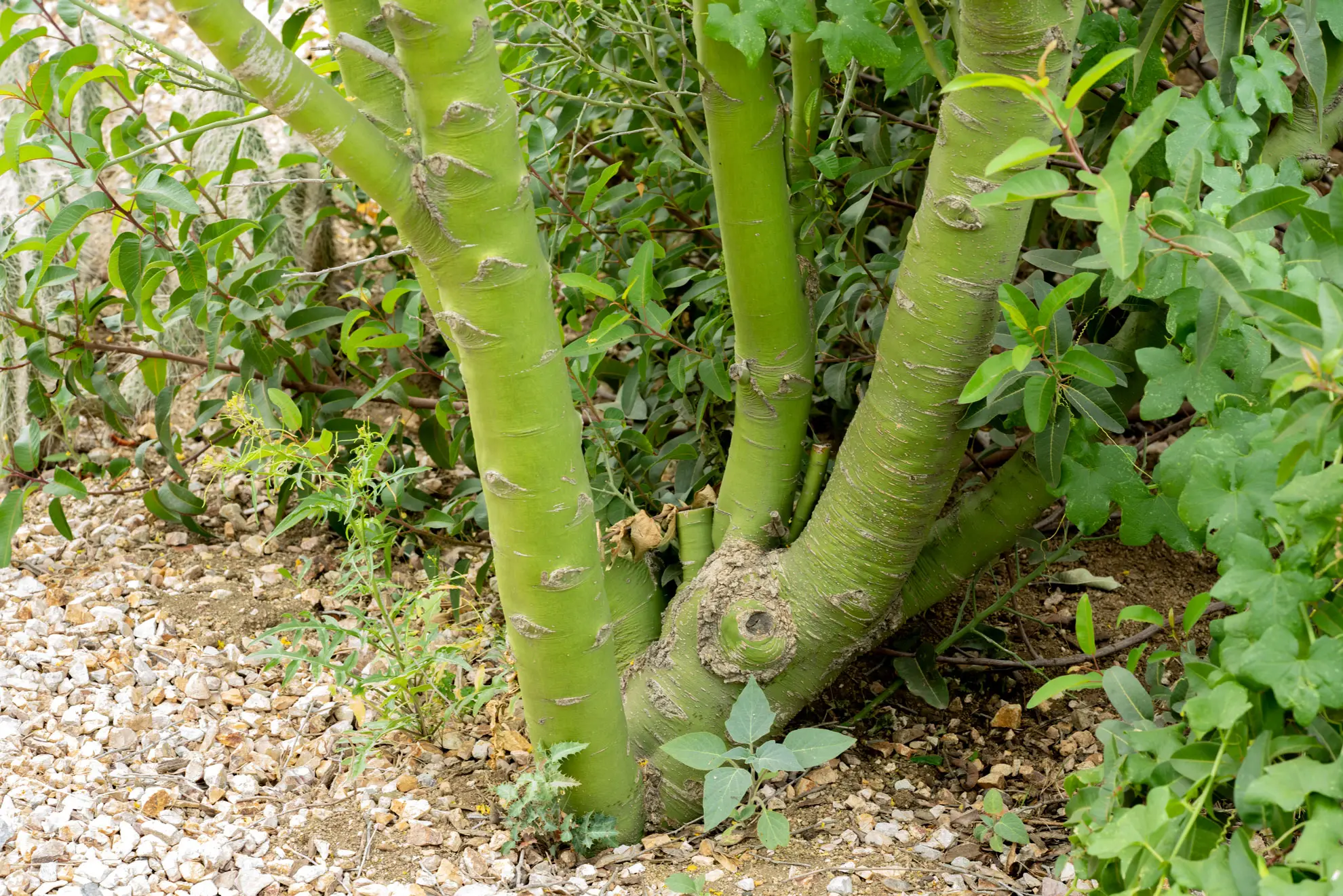 Blue palo verde trunks, smooth green bark rising from gravel