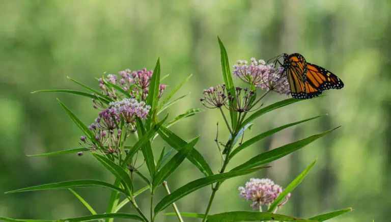 Monarch butterfly with orange and black wings perched on pink flower clusters against a green blurred background, on a leafy stem.