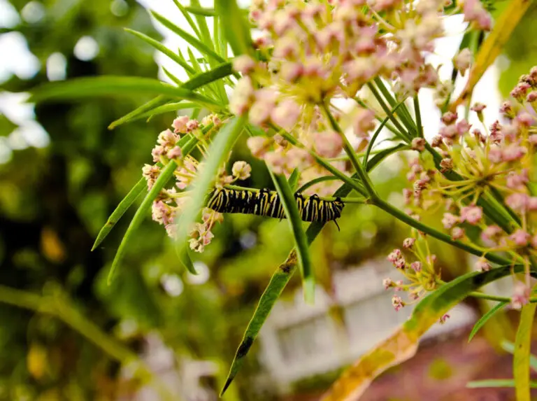 Black-and-yellow butterfly perched on pink flower clusters among green stems and foliage, sunlight filtering through leaves.