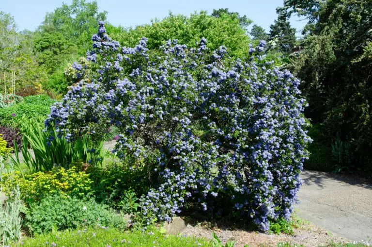 Large blue-flowering shrub dominating a sunny garden, with a path visible on the right and lush green trees in the background.