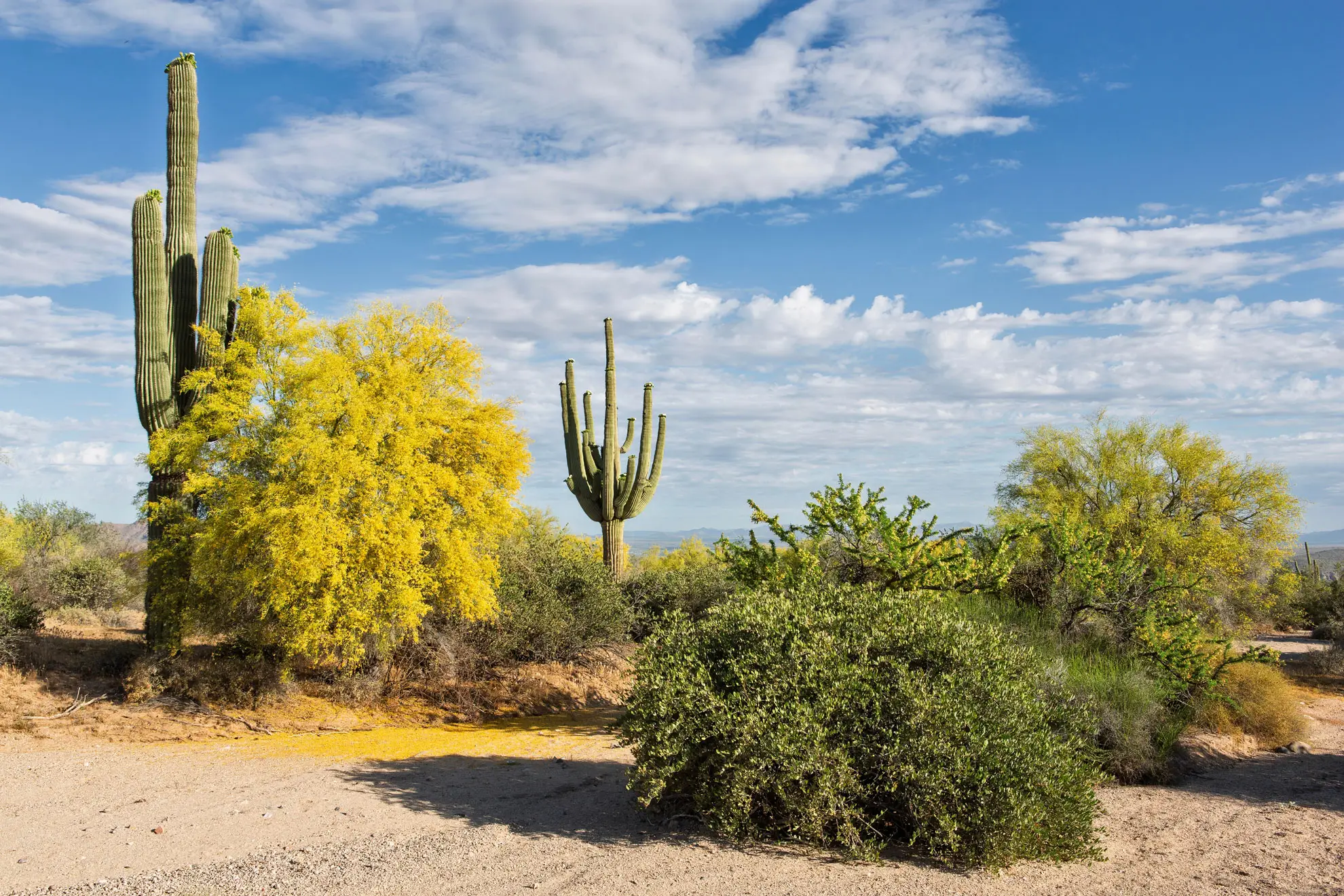 Desert scene with tall saguaro cacti beside a yellow flowering shrub under a blue sky with scattered clouds.
