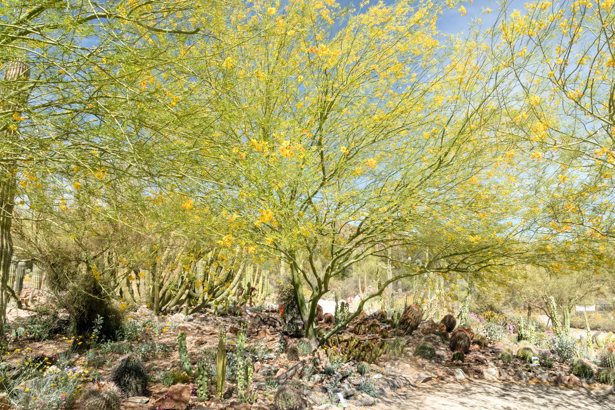 ‘Desert Museum’ palo verde in yellow bloom above cacti in a desert garden