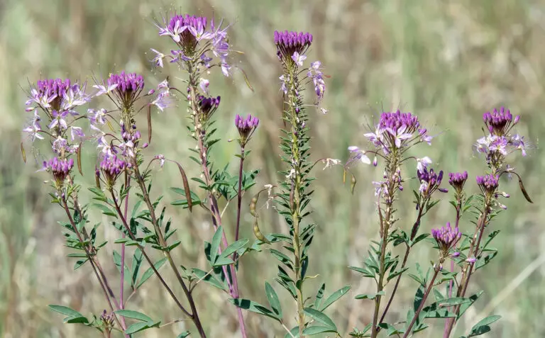 Purple Rocky Mountain bee plant flowers on tall stems with narrow green leaves in a sunlit meadow.