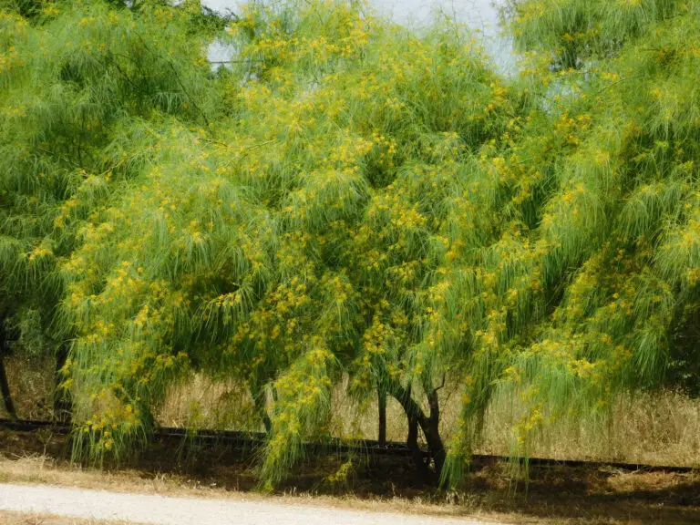 Tree with drooping branches and clusters of small yellow flowers beside a paved road or sidewalk, with dry grass at the base.