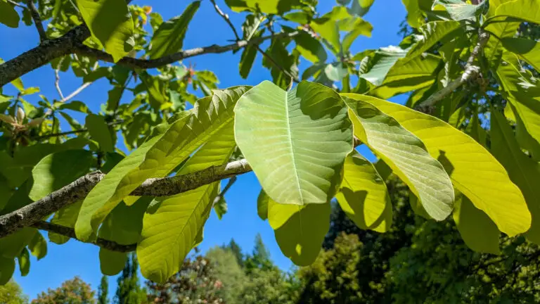 Bright green tree leaves on sunlit branches against a clear blue sky windowing through the foliage