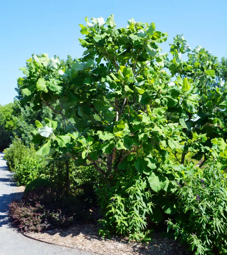 Tree with large green leaves along a landscaped mulch bed beside a paved path under a clear blue sky close-up of foliage.