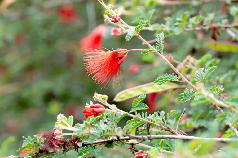 Red bottlebrush flower on a thorny branch with small, compound green leaves emerging along the stem.