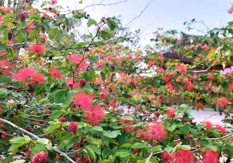 Pink powder-puff blooms on a leafy shrub with thin branches and green leaves in a garden setting.