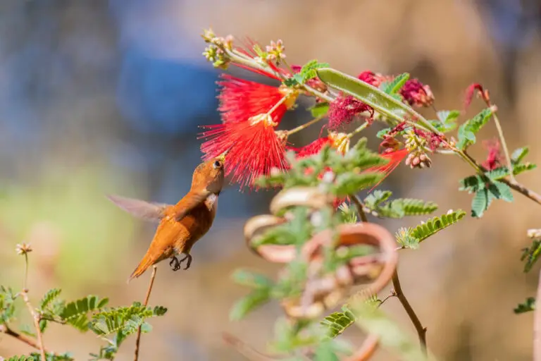 Hummingbird feeding on bright red bottlebrush blossoms with green leaves in a sunlit garden, blurred background behind the flowered stem