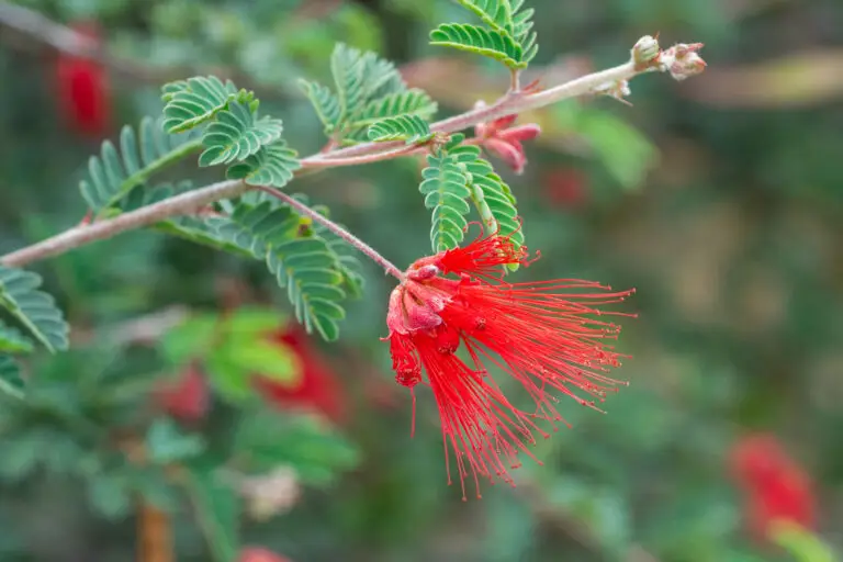Close-up of a red hibiscus flower with long stamens on a branch with pinnate green leaves in a garden background.