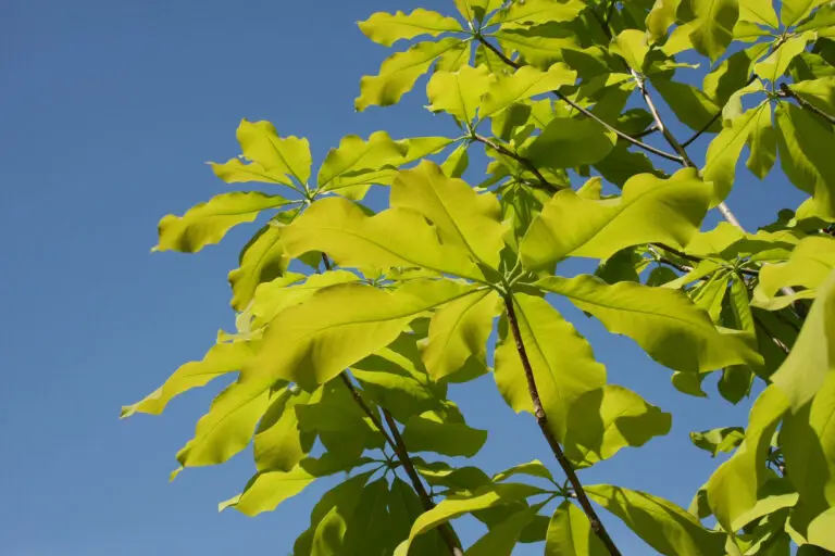 Bright green leaves on a tree against a clear blue sky