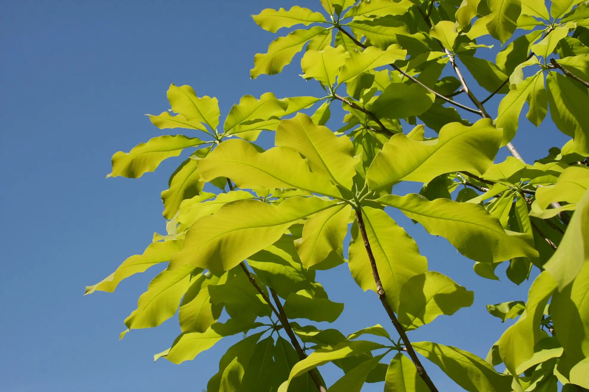 Bigleaf magnolia leaves, big yellow-green leaves fanning out against a blue sky
