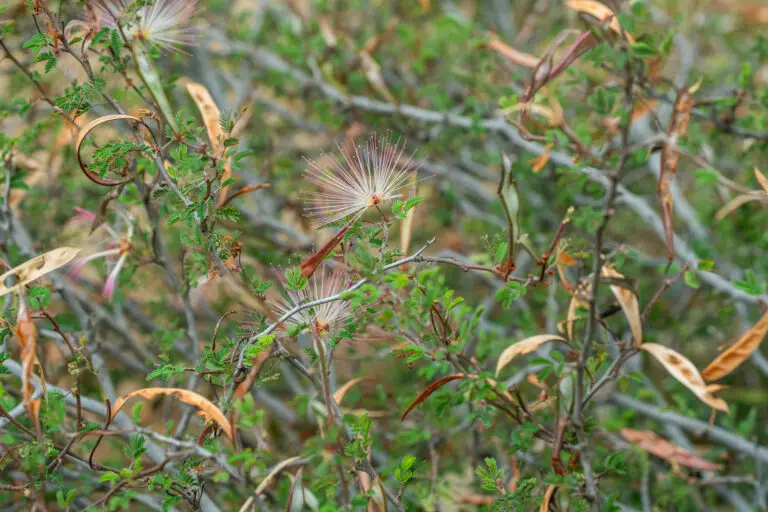 Close-up of a pink powder-puff flower on a thorny shrub with small pinnate leaves.