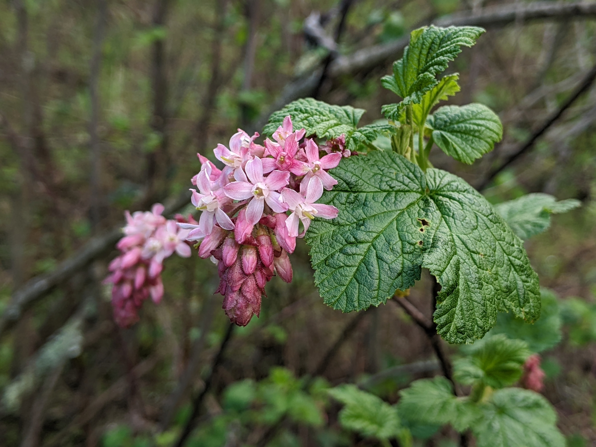 Red-flowering currant, drooping clusters of pink flowers beside a newly opened lobed leaf