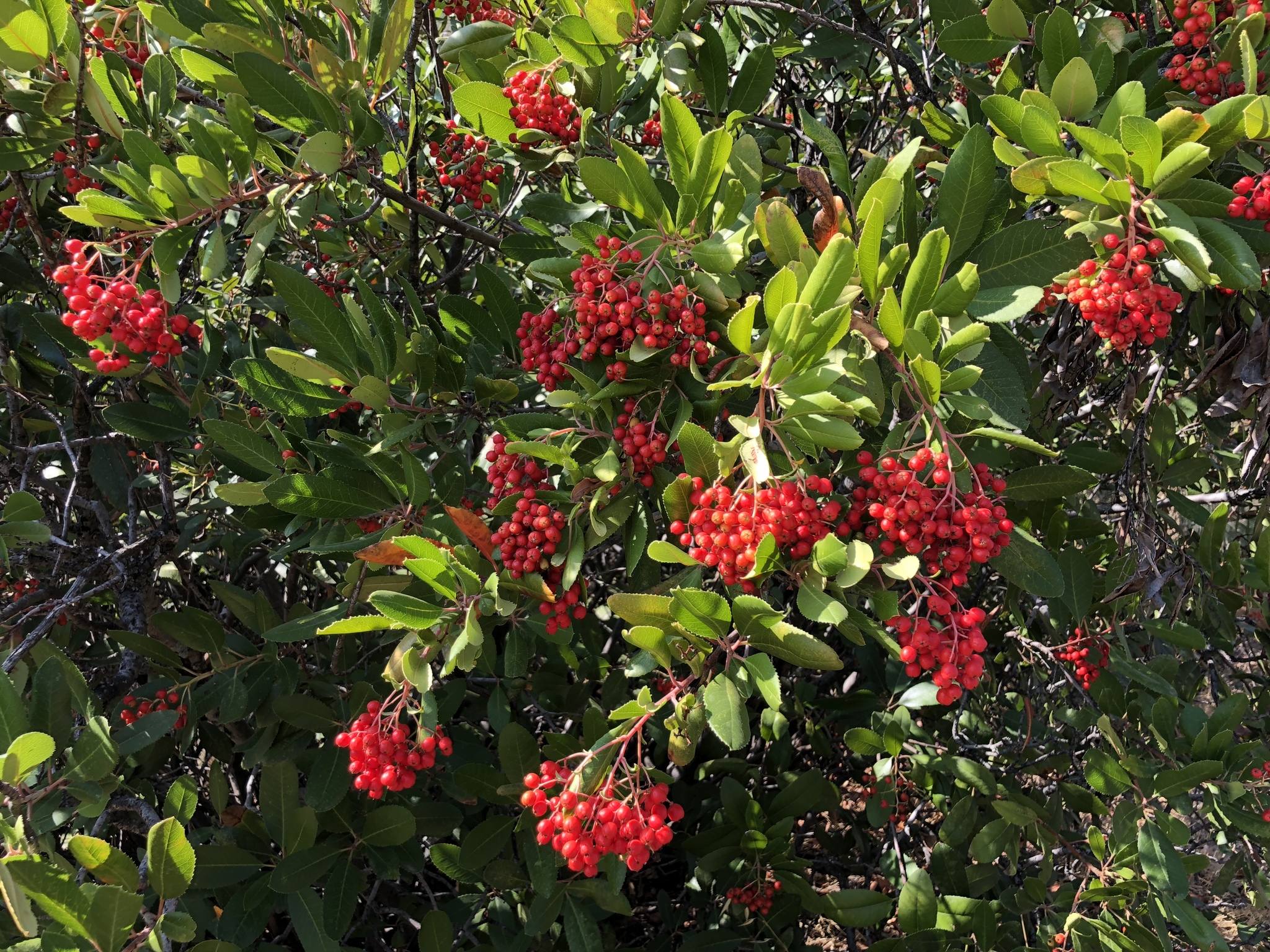 Toyon in winter, heavy clusters of bright red berries among glossy, toothed leaves