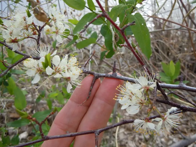Close-up of white flowering blossoms with long yellow stamens on a slender brown branch, held by fingers
