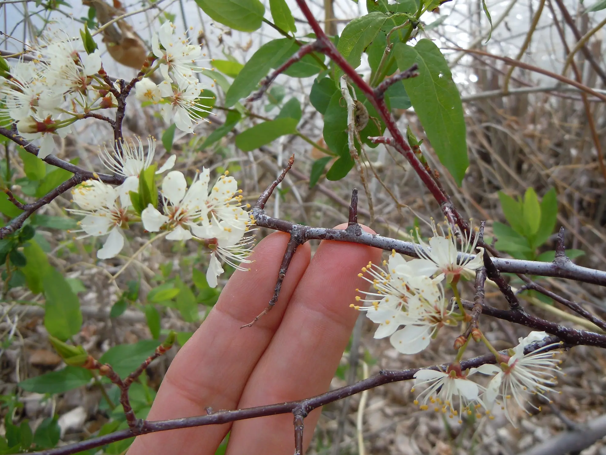 American plum flowers and thorny twigs held between two fingers