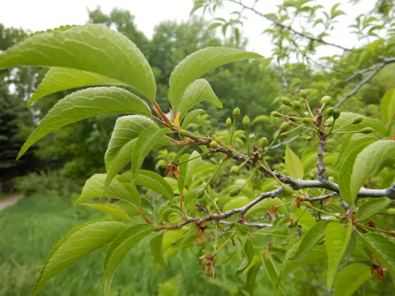Close-up of a branch with serrated green leaves and small unripe green fruits forming along the twigs, in a grassy garden setting