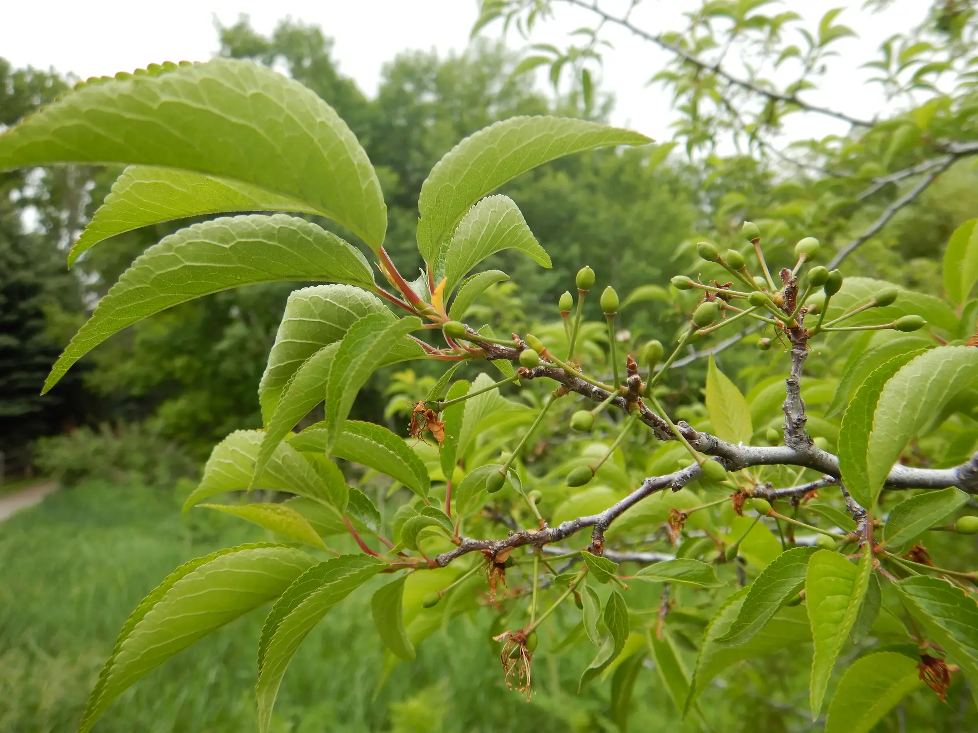 American plum branch with toothed green leaves and small unripe green fruit