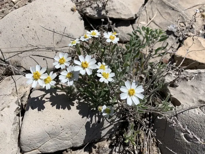 White blackfoot daisies with yellow centers growing among cracked rocks in a dry, rocky setting.