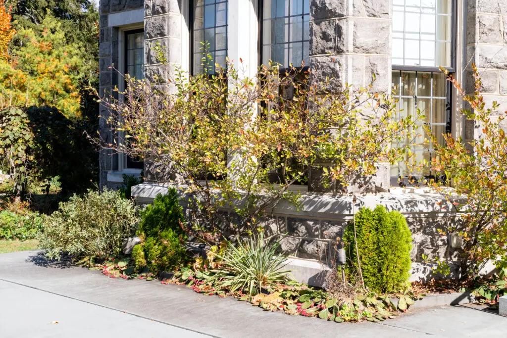 Stone house with large grid windows, surrounded by shrubs and small trees; autumn leaves scattered on the ground near a concrete path.