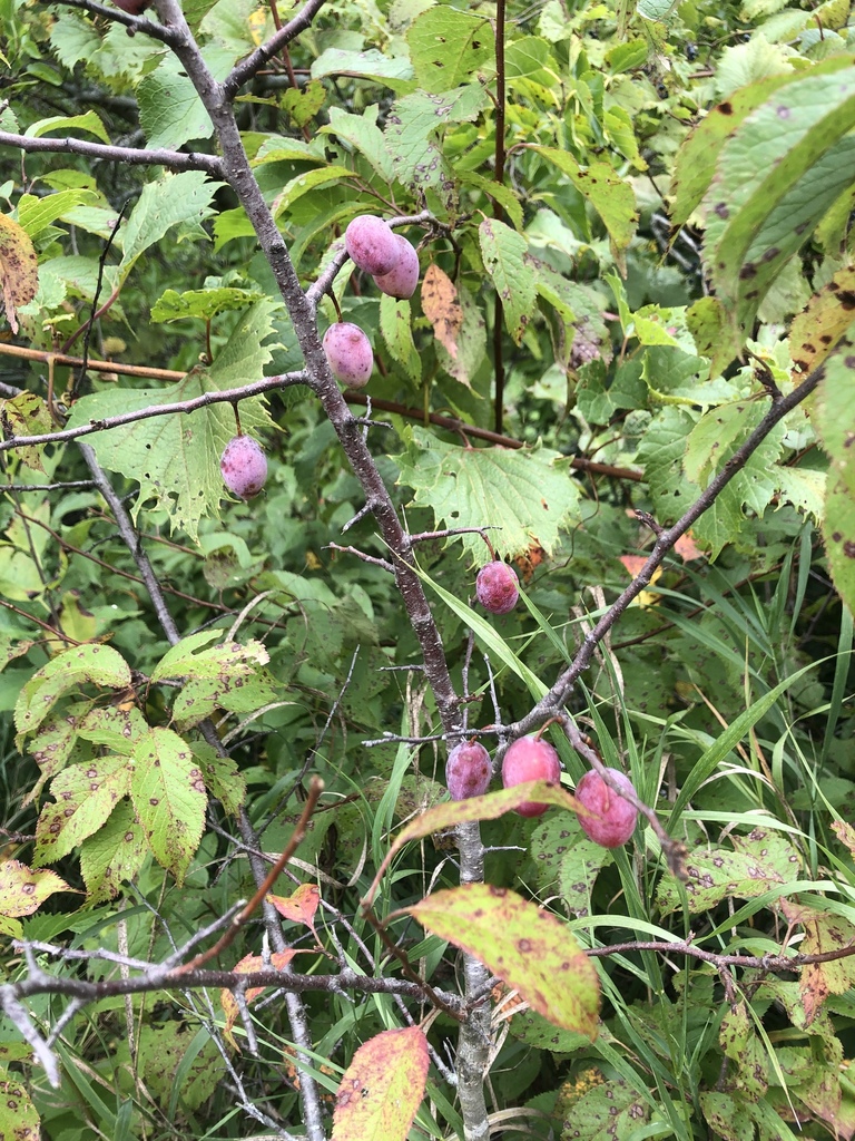 The fruits ripen into shades of red and plum.