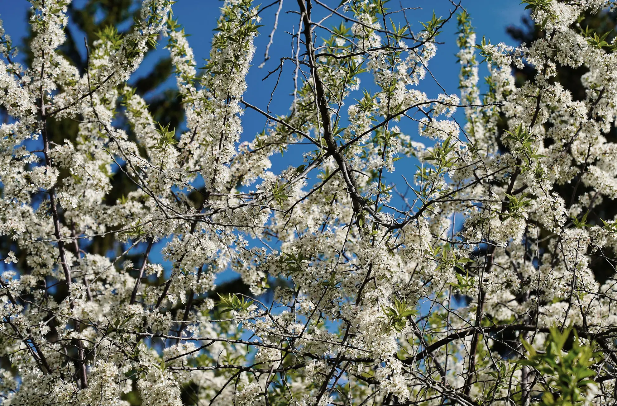 American plum in full bloom, branches covered in white flowers against a blue sky