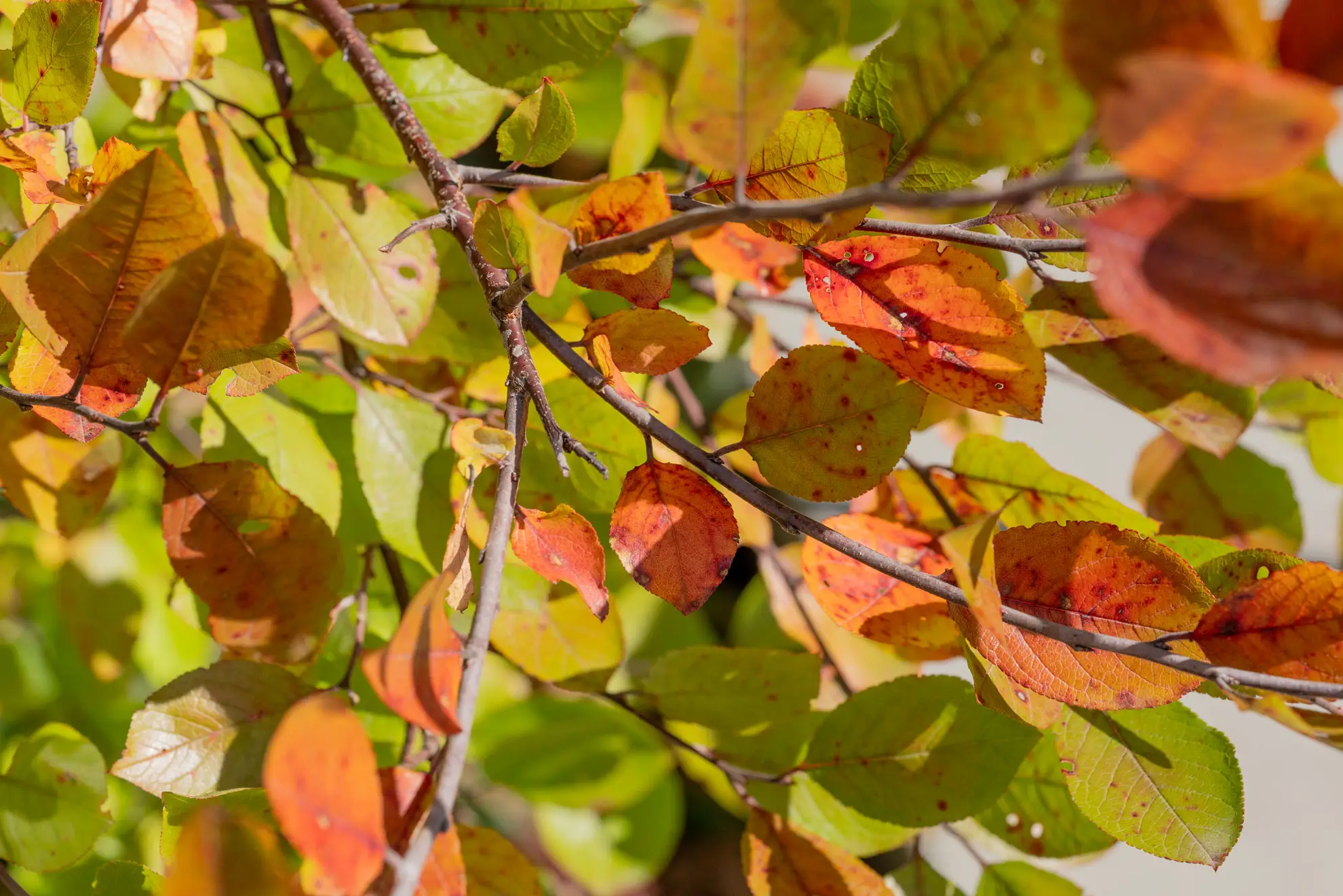 American plum in fall, leaves turning orange, red and yellow