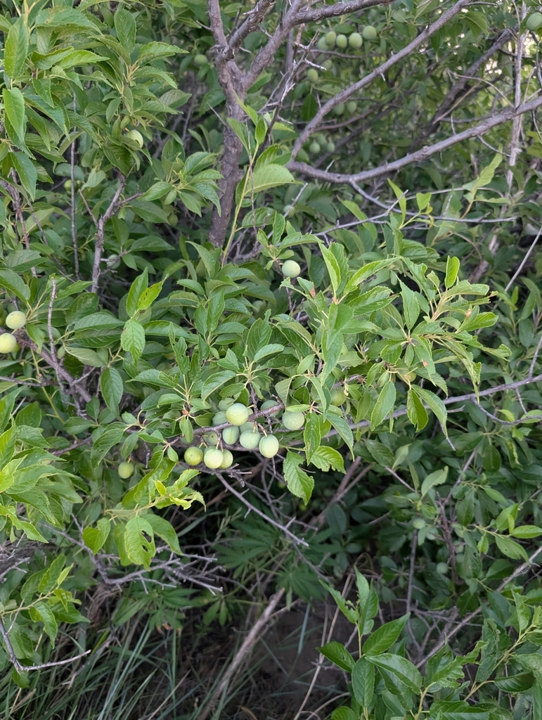 Green leaves follow, and then green fruits replace the flowers.